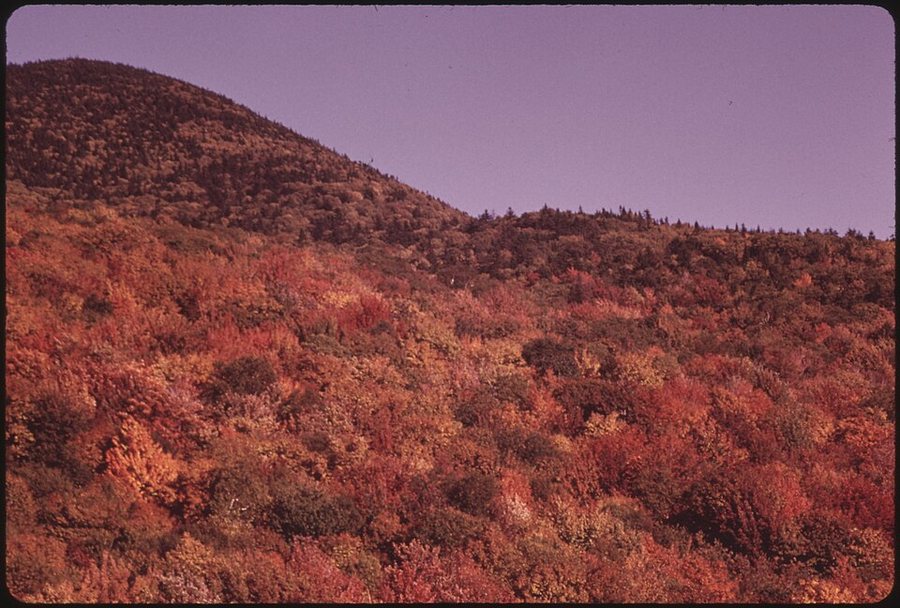Forested hillside covered in mixed autumn colors of red, orange and yellow under a pale purple sky.